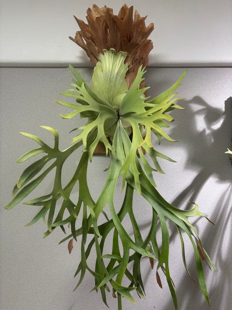 ビカクシダ willinckii \