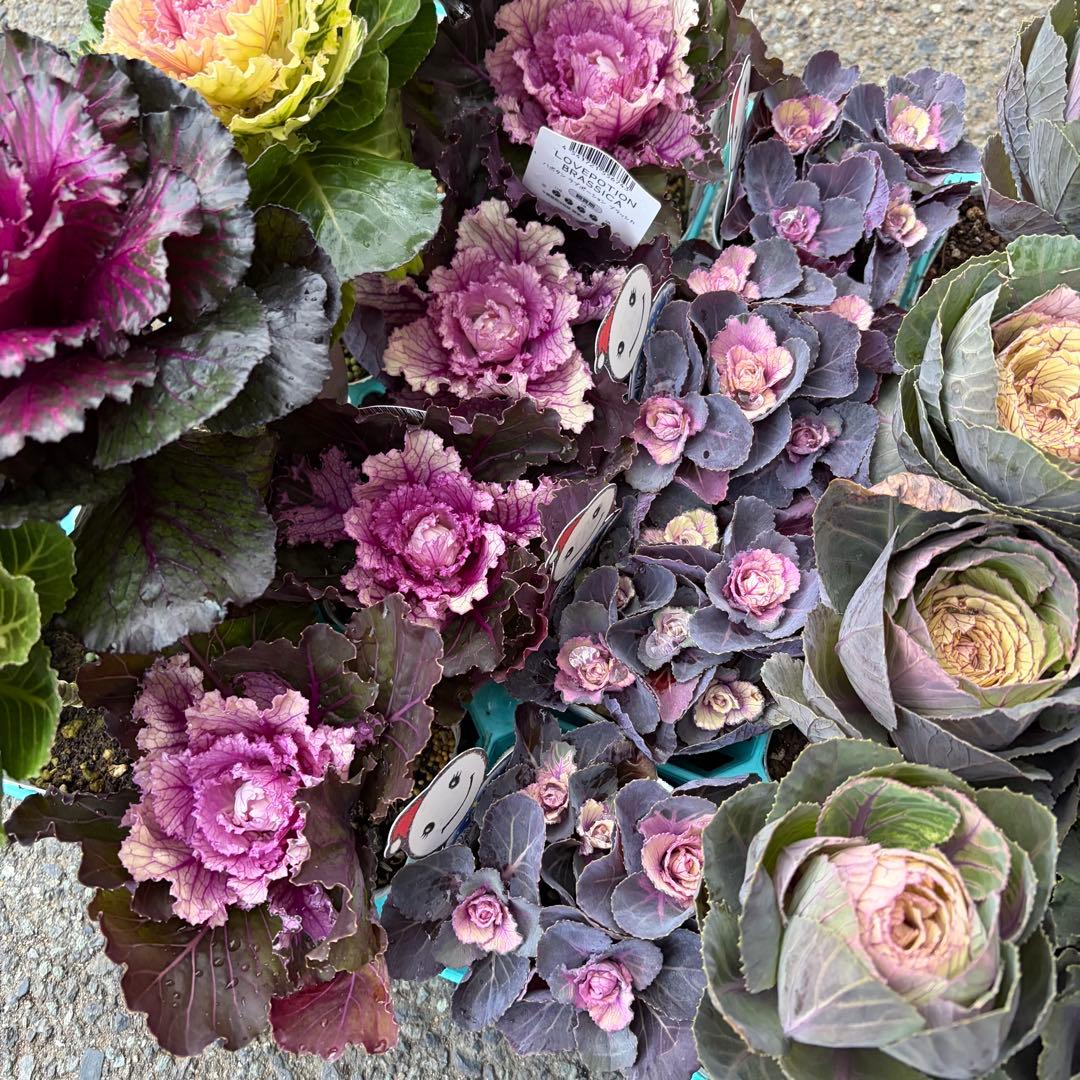 【専用商品】　リクエストアソート　ハボタン　コロニラ　ヒヤシンス