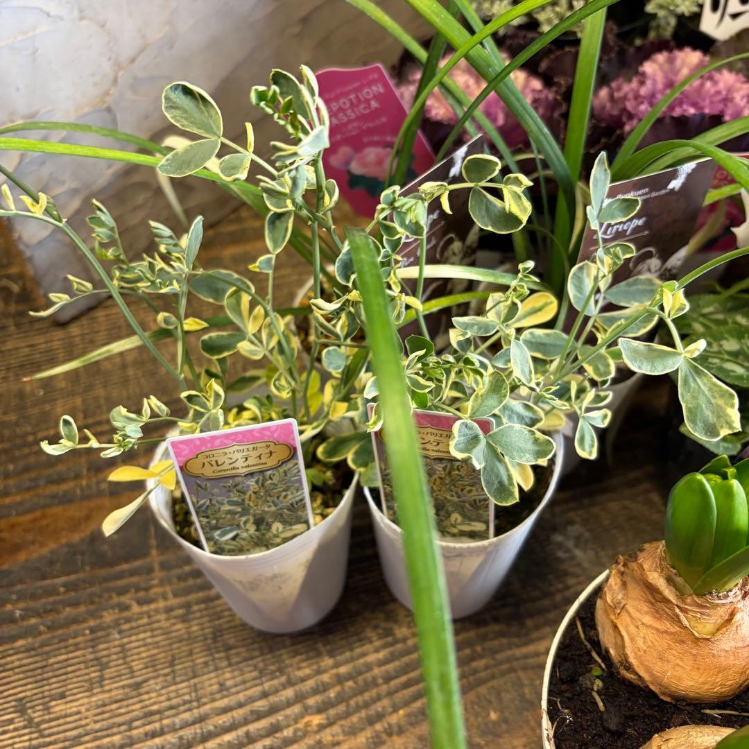 【専用商品】　リクエストアソート　ハボタン　コロニラ　ヒヤシンス