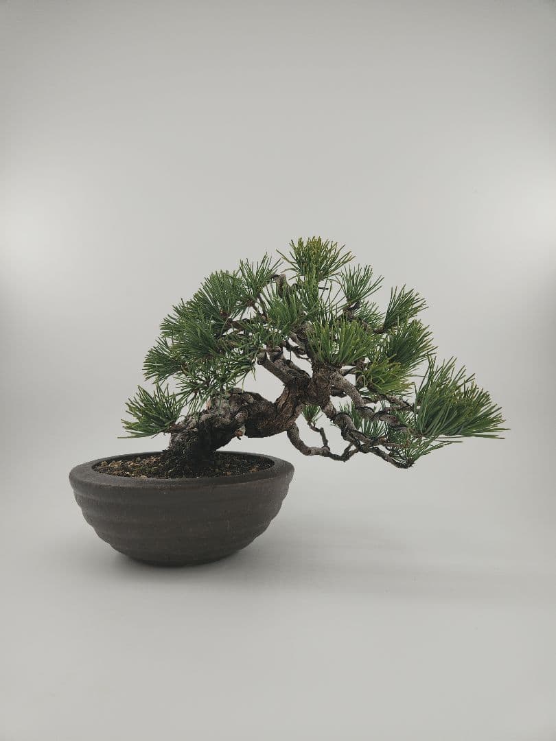 小品 五葉松盆栽 五葉松盆栽 真柏盆栽 懸崖 真柏 黒松 赤松 五葉松