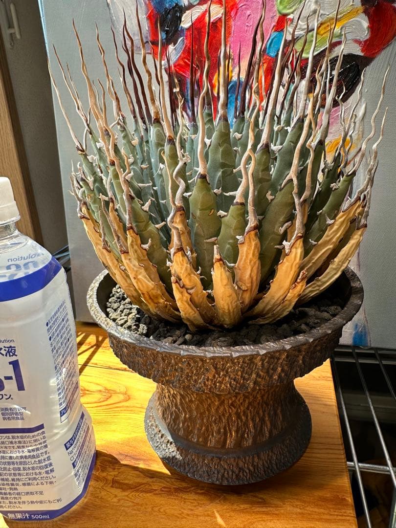 アガベ ユタエンシス エボリスピナ 陽炎 現地球 発根済ボタナイズ✖️GOUJIN