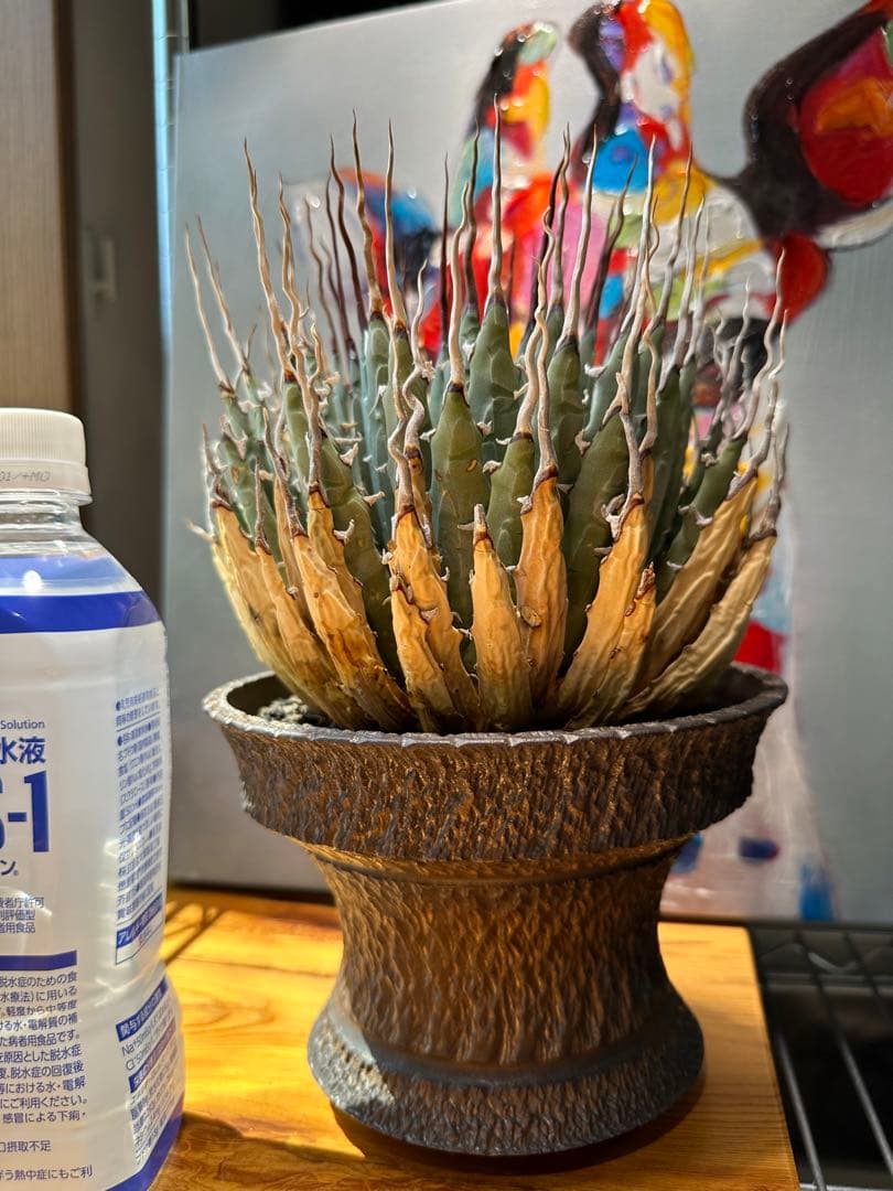 アガベ ユタエンシス エボリスピナ 陽炎 現地球 発根済ボタナイズ✖️GOUJIN