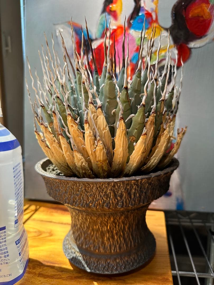 アガベ ユタエンシス エボリスピナ 陽炎 現地球 発根済ボタナイズ✖️GOUJIN