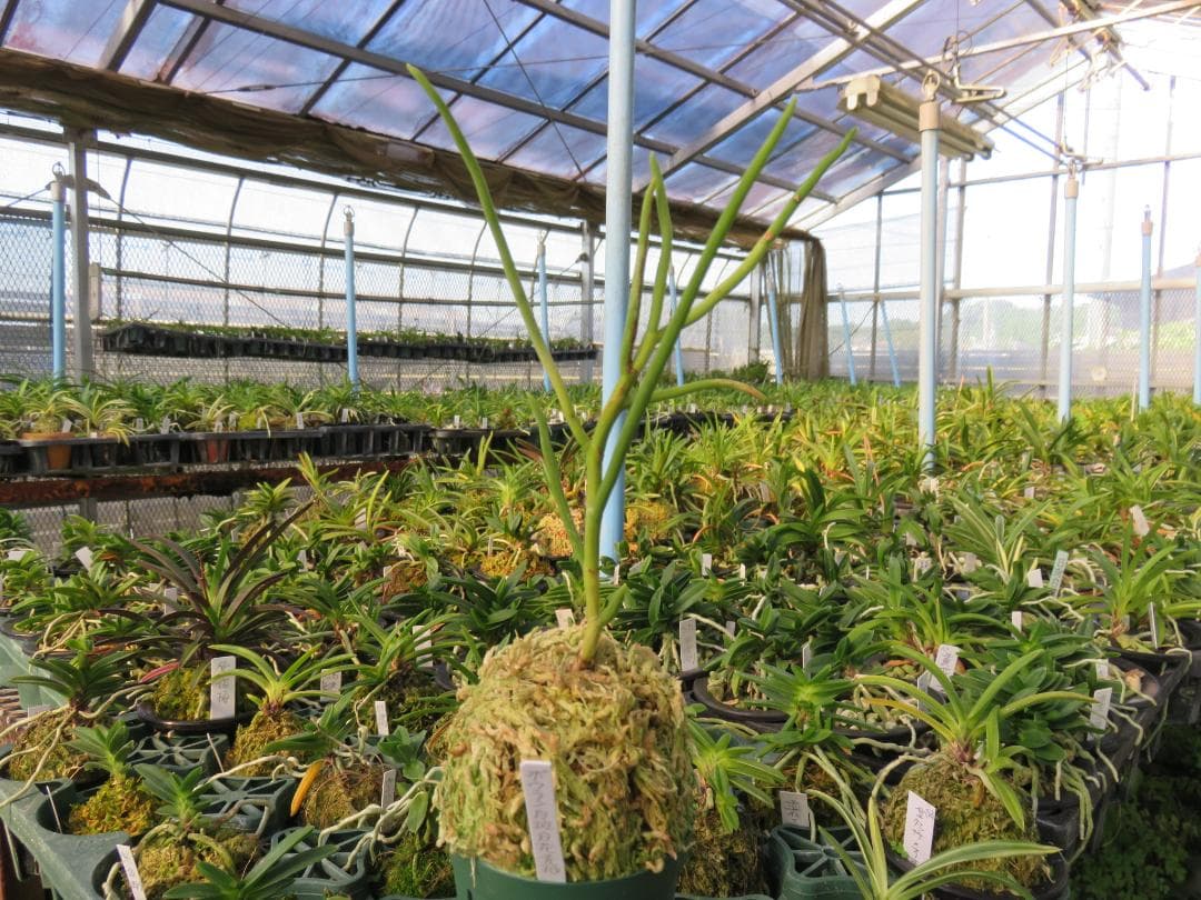 ボウラン白斑白花