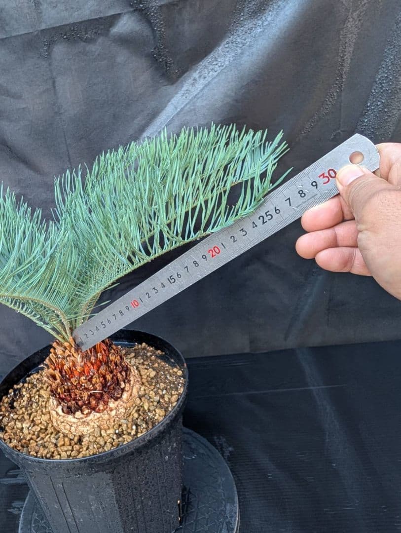 11/5まで販売 6 サイカス カイルンシアナ 赤肌 オーストラリア産 ドワーフ