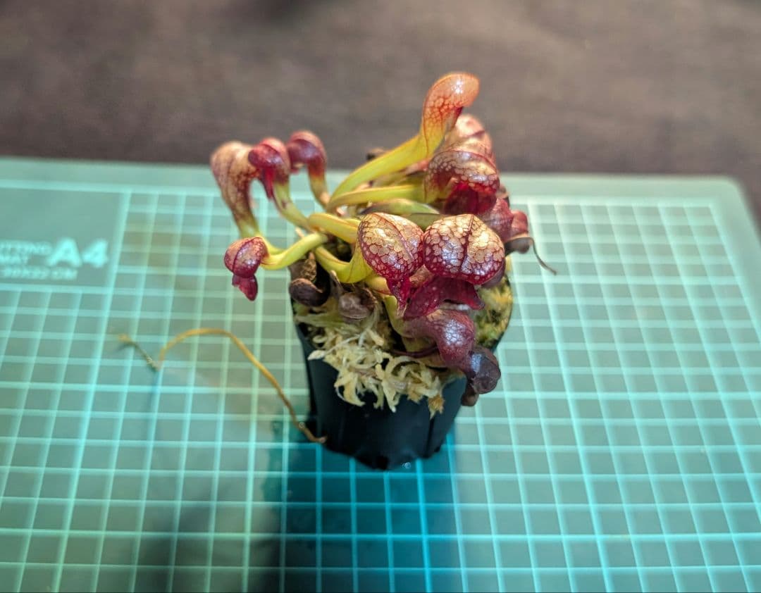 食虫植物 ダーリングトニア・カリフォルニカ 【速達】