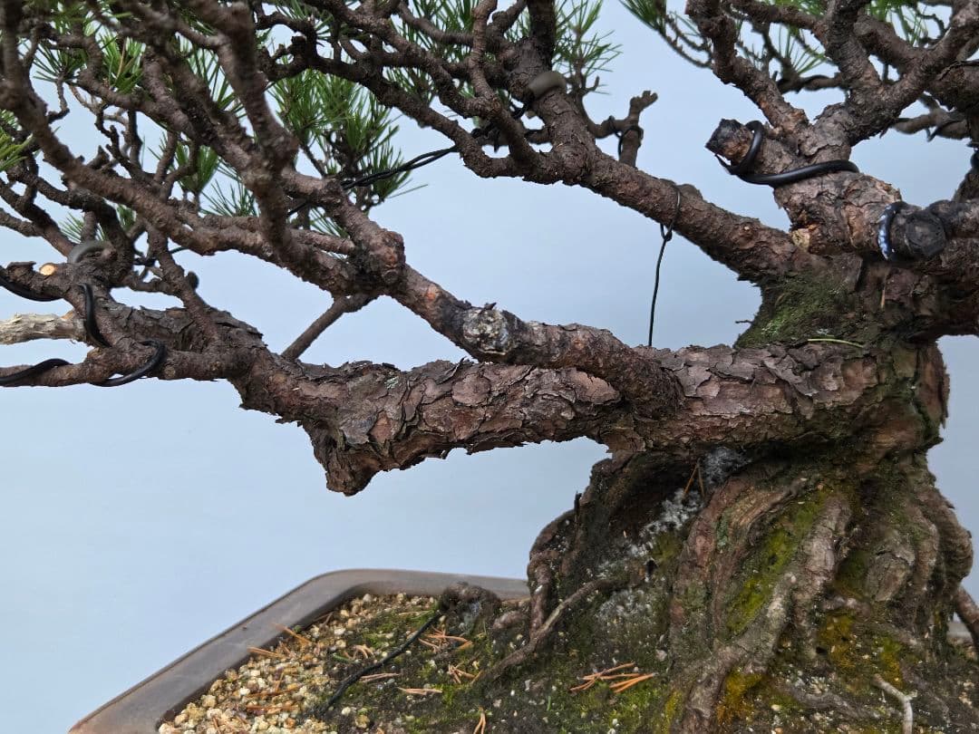 黒松　[山木根上がり]　大品盆栽