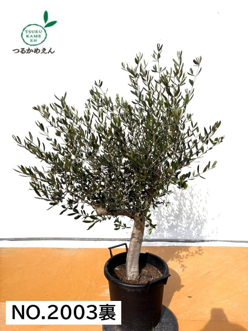 オリーブの木　ルッカ　約140cm　NO.2003　大型　人気品種　現品掲載