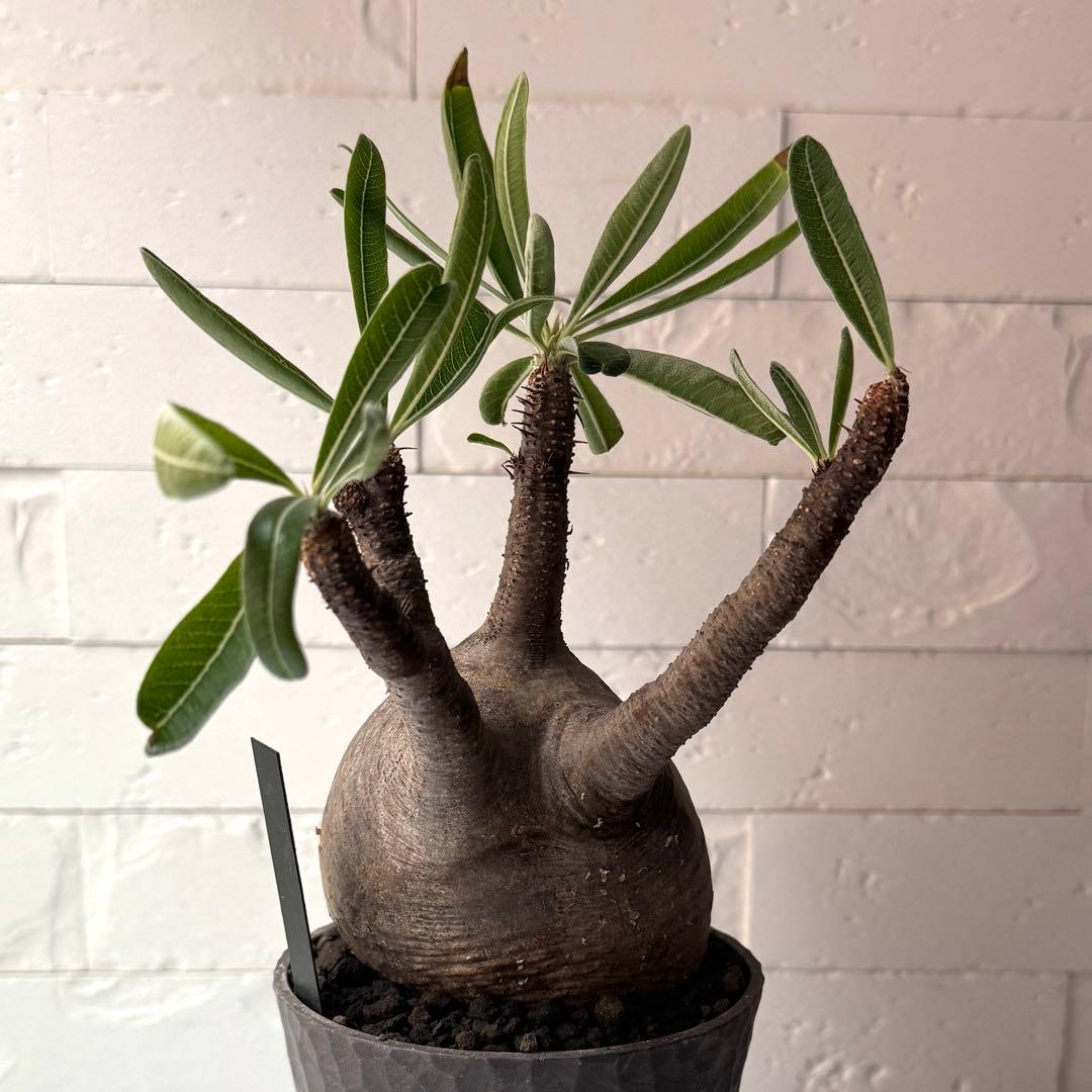 PG38 パキポディウム グラキリス 発根済 現地株