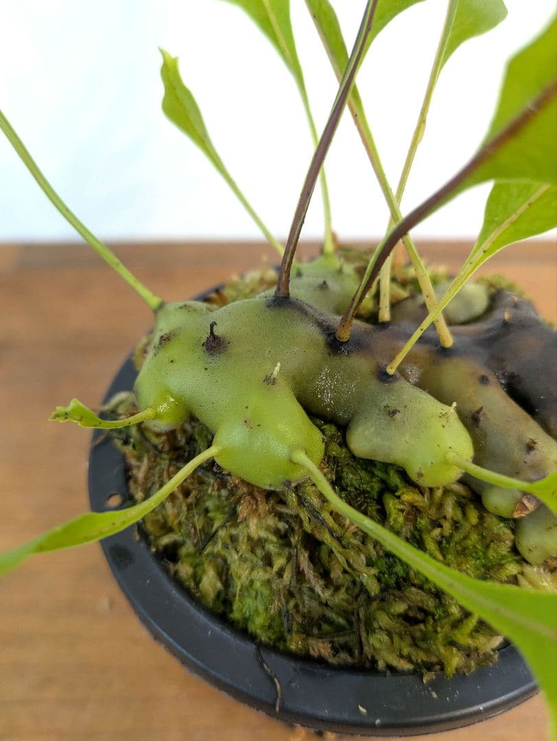 レカノプテリス カルノーサ ミナハサ マナド ノース スラウェシ アリ植物