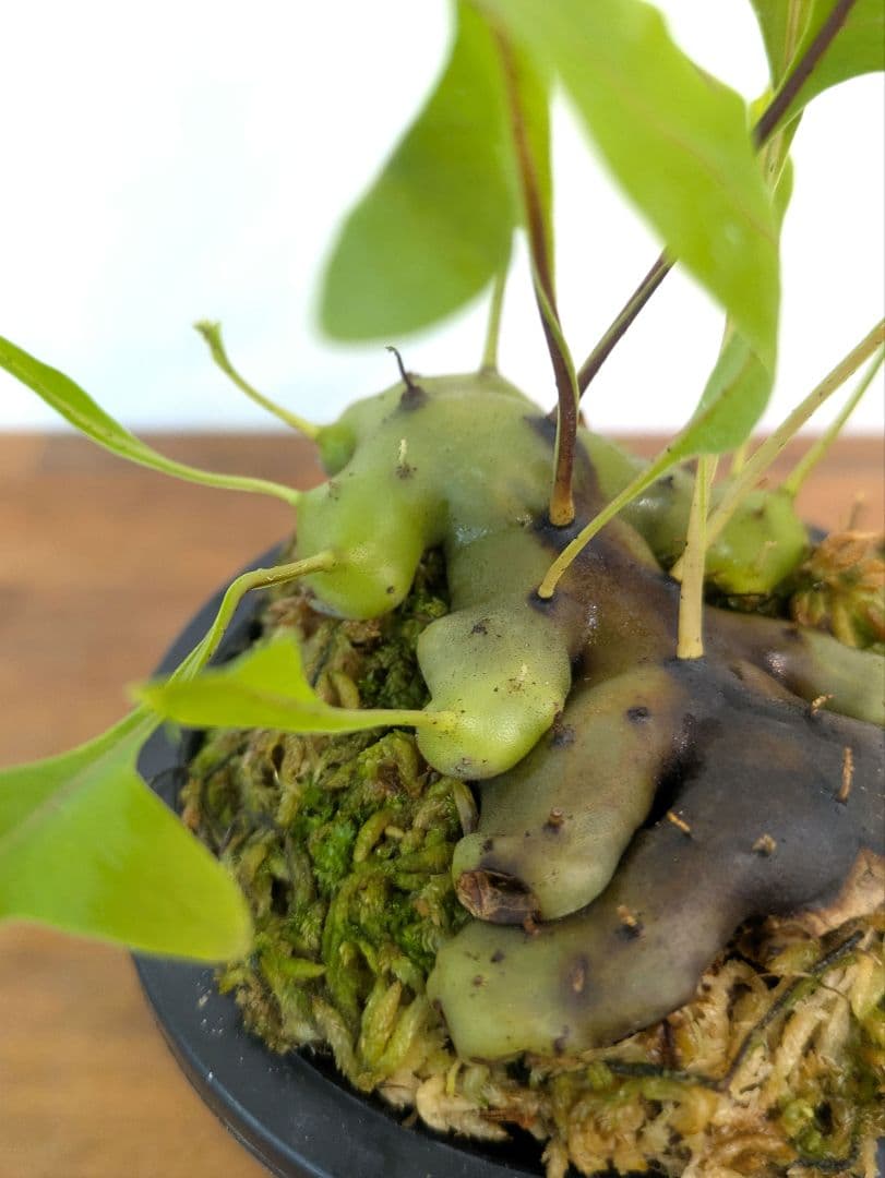 レカノプテリス カルノーサ ミナハサ マナド ノース スラウェシ アリ植物