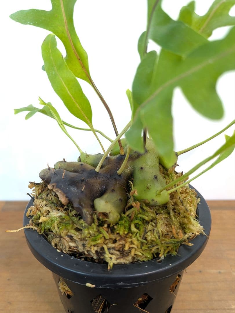 レカノプテリス カルノーサ ミナハサ マナド ノース スラウェシ アリ植物