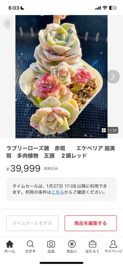 ラブリーローズ錦　赤斑入り　多肉植物　エケベリア 超美斑入り