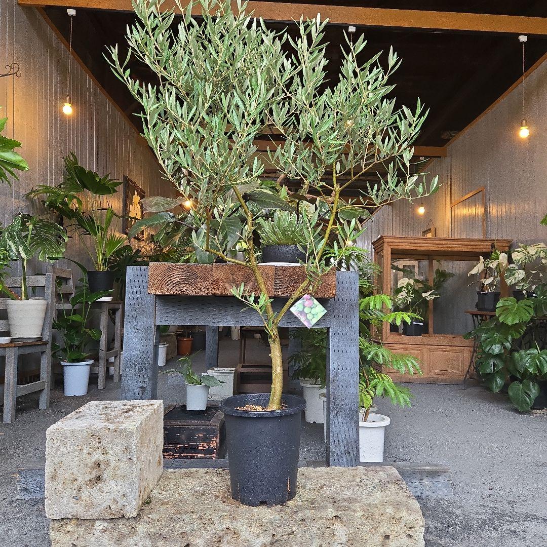 ⑭　オリーブの木souju　8号 「ピクアル」特大苗木最高等級極上品‼️