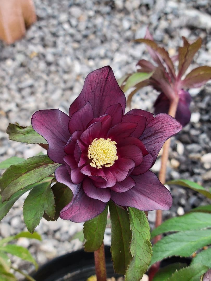 広瀬園芸　ダーク系DD　クリスマスローズ