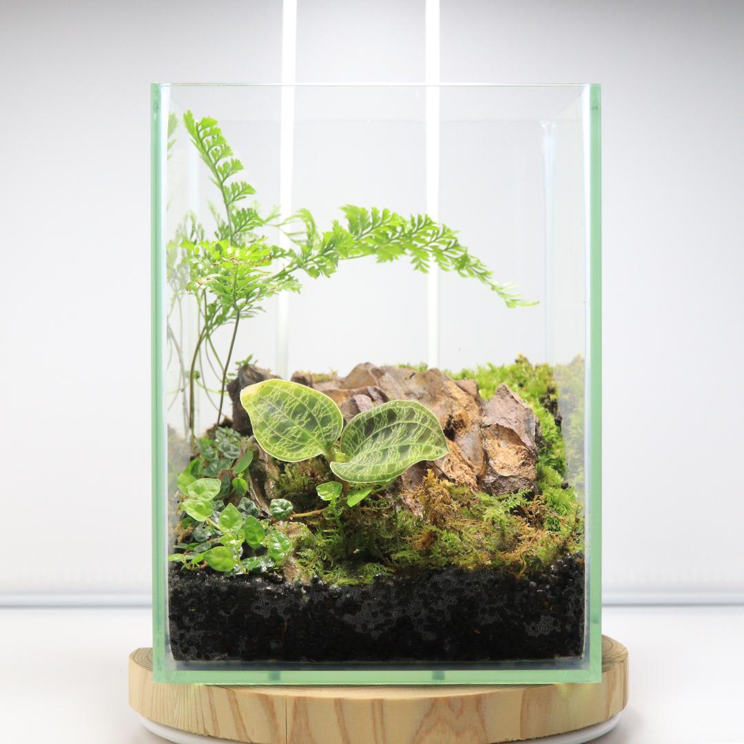 マコデスペトラのコケテラリウム　苔リウム　完成品　テラリウム