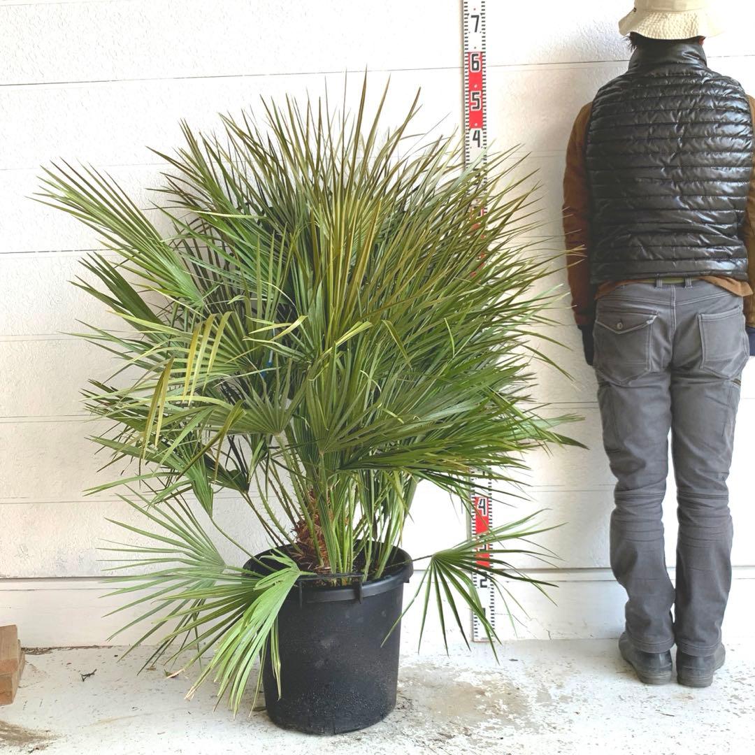 チャメロプス　大株　ドライガーデン　チャメロップス　耐寒性　アガベ 71