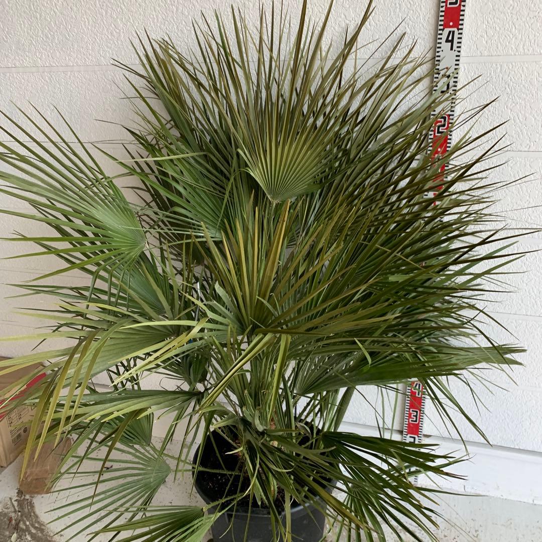 チャメロプス　大株　ドライガーデン　チャメロップス　耐寒性　アガベ 71