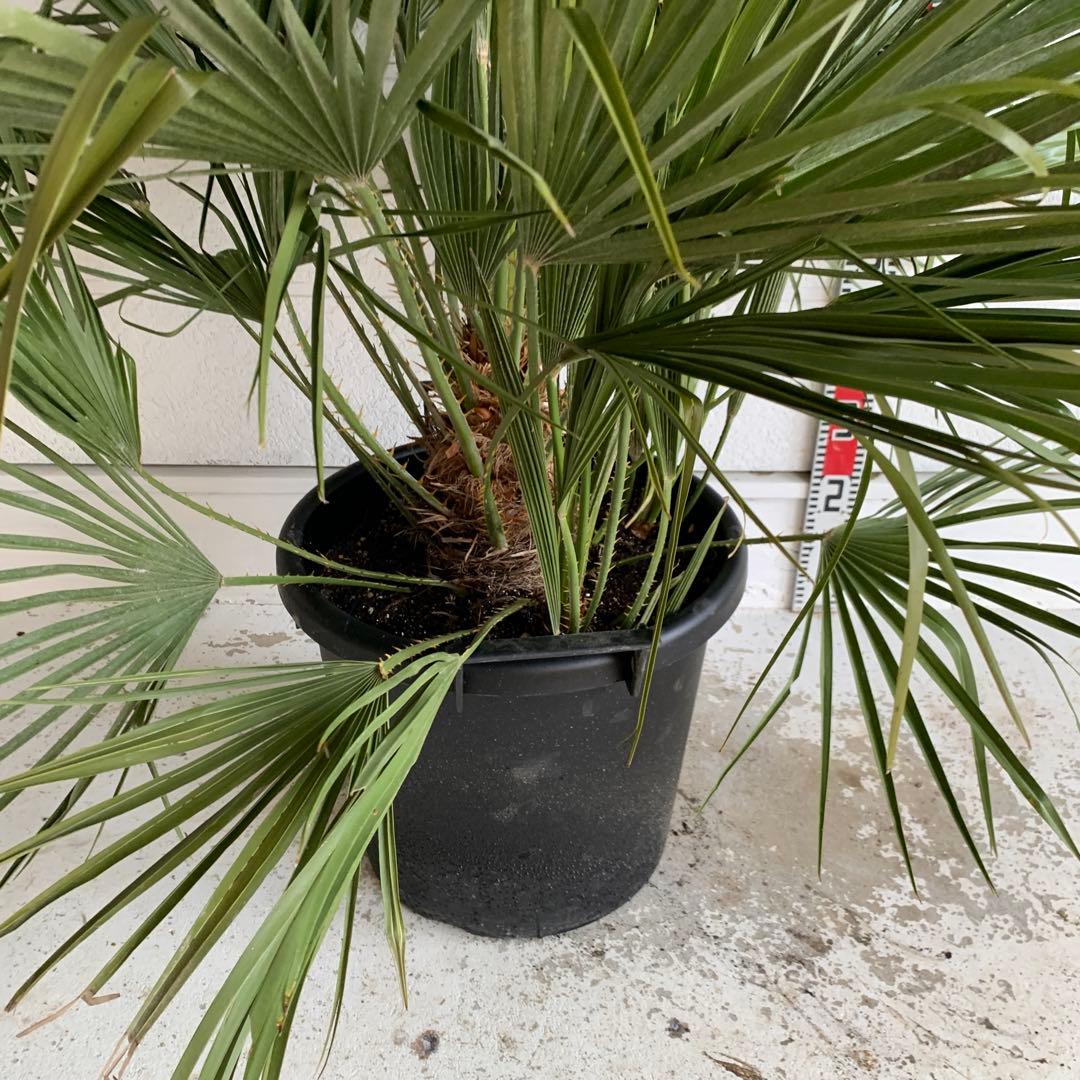 チャメロプス　大株　ドライガーデン　チャメロップス　耐寒性　アガベ 71