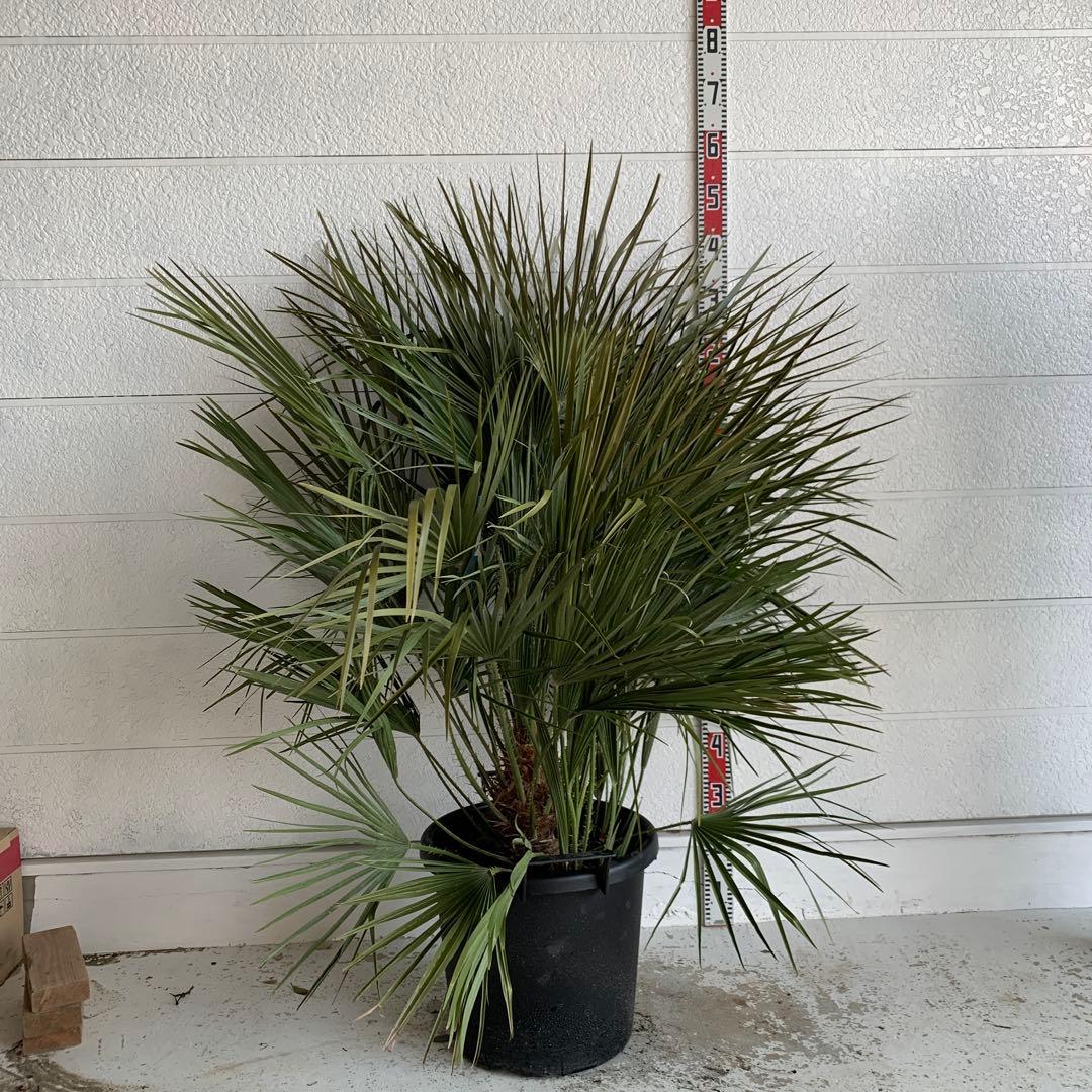 チャメロプス　大株　ドライガーデン　チャメロップス　耐寒性　アガベ 71