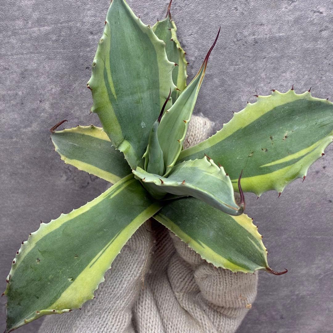 C*Z様 アガベ　パリー　「オバティフォリア　オルカ」　トランカータ　極上株