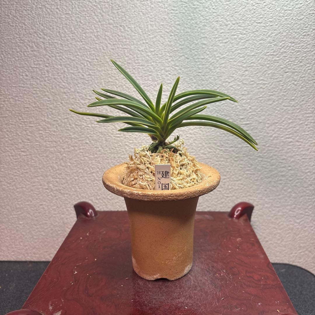 富貴蘭　風蘭　建国縞