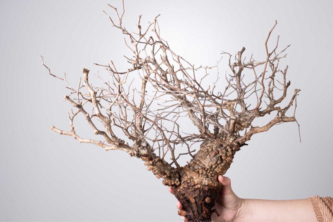 KP76 オペルクリカリア パキプス コーデックス ベアルート株