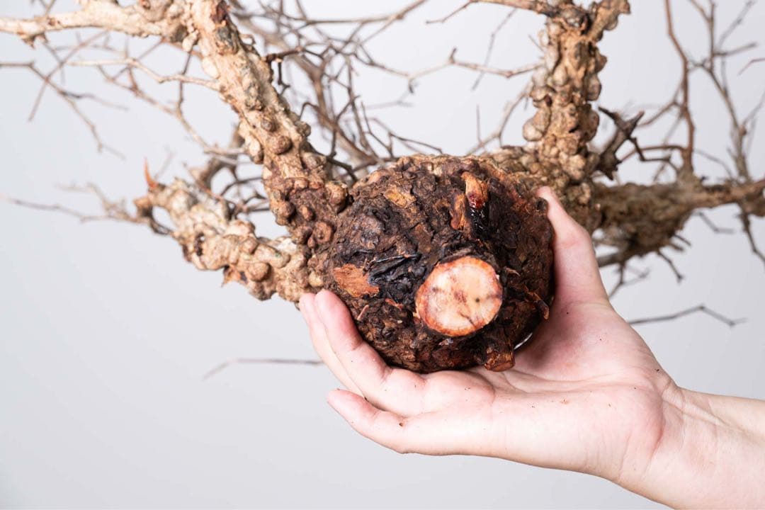 KP76 オペルクリカリア パキプス コーデックス ベアルート株