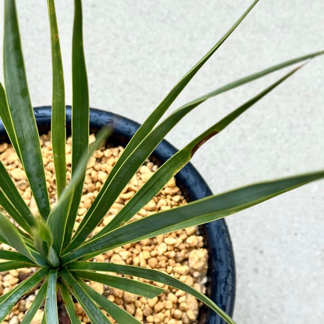 ユッカ ロストラータ 実生 6年目