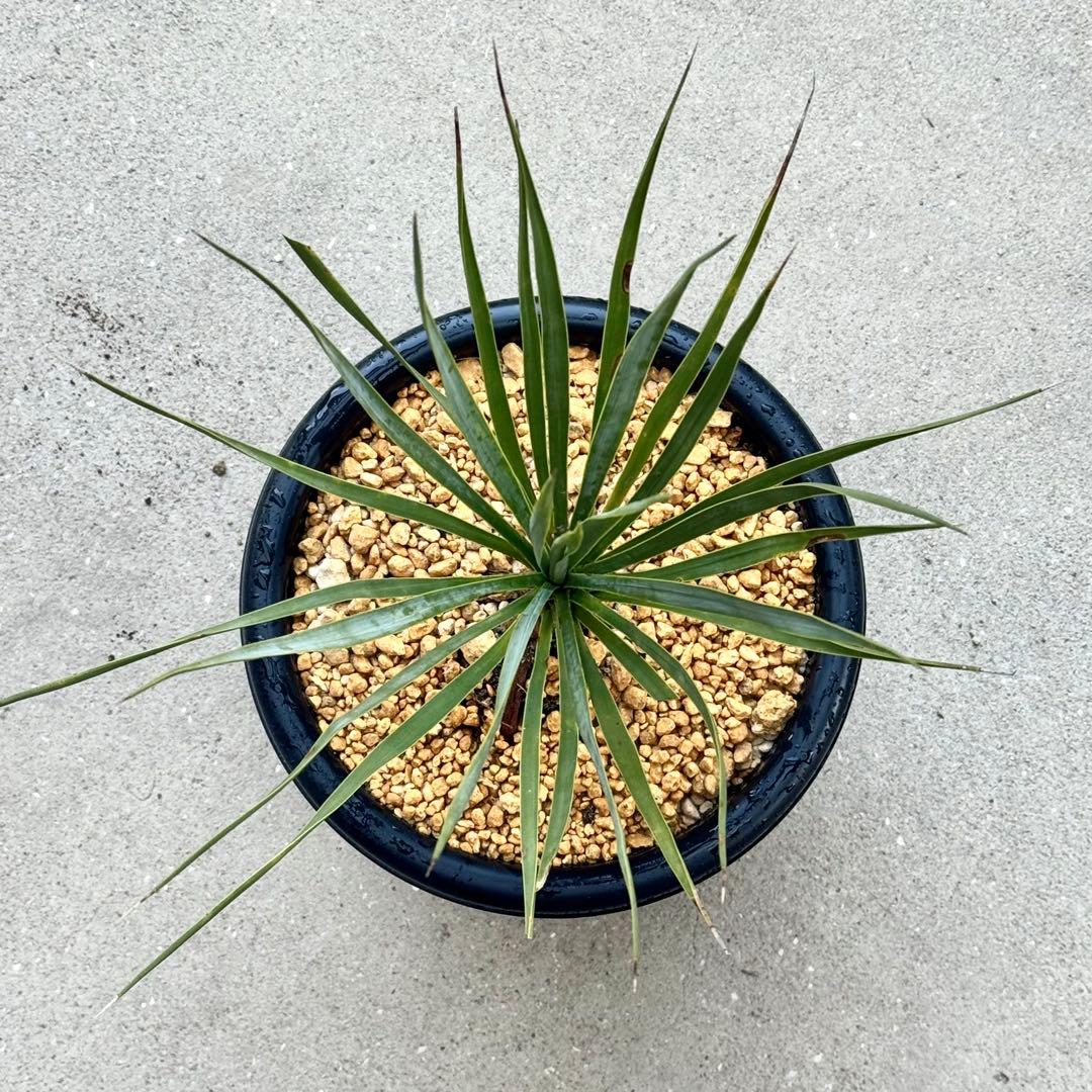 ユッカ ロストラータ 実生 6年目