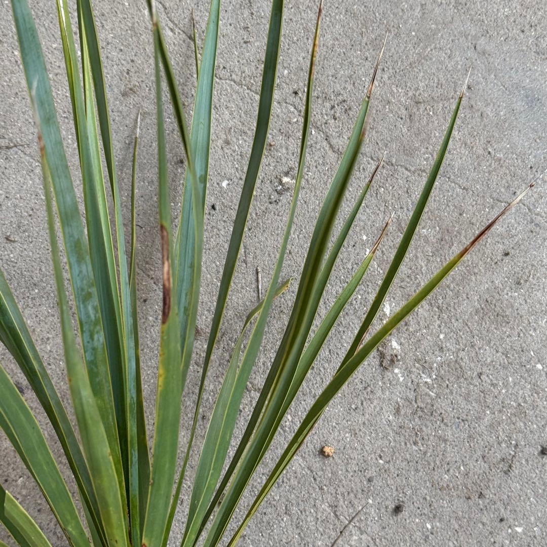 ユッカ ロストラータ 実生 6年目