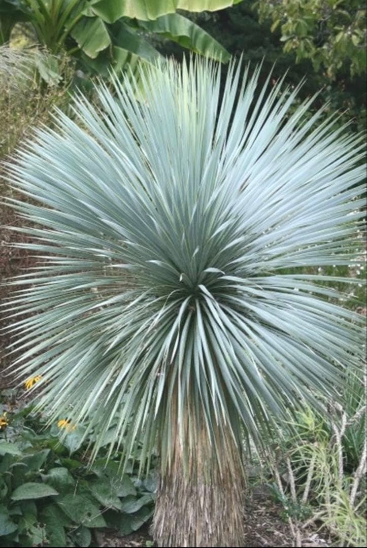 ユッカ ロストラータ 実生 6年目