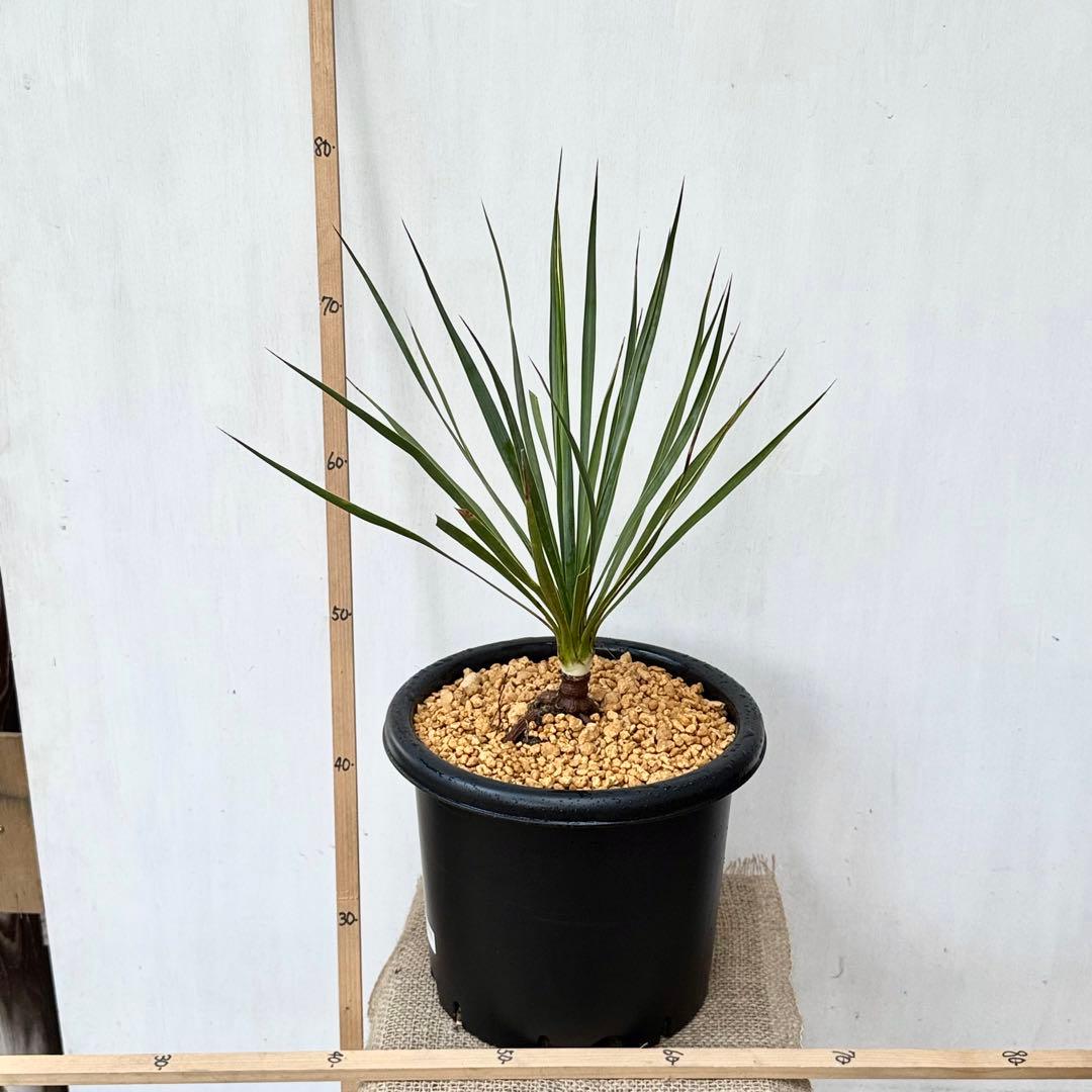 ユッカ ロストラータ 実生 6年目