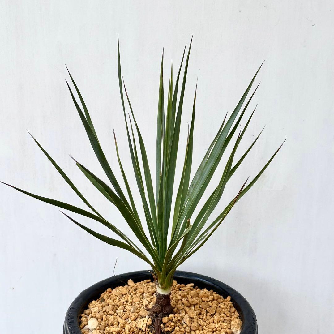 ユッカ ロストラータ 実生 6年目