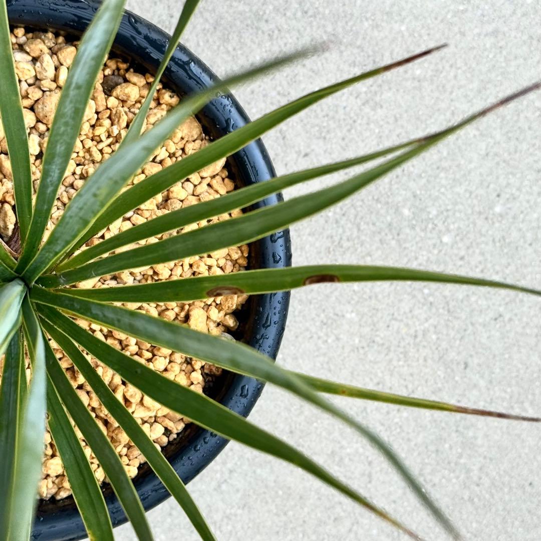 ユッカ ロストラータ 実生 6年目