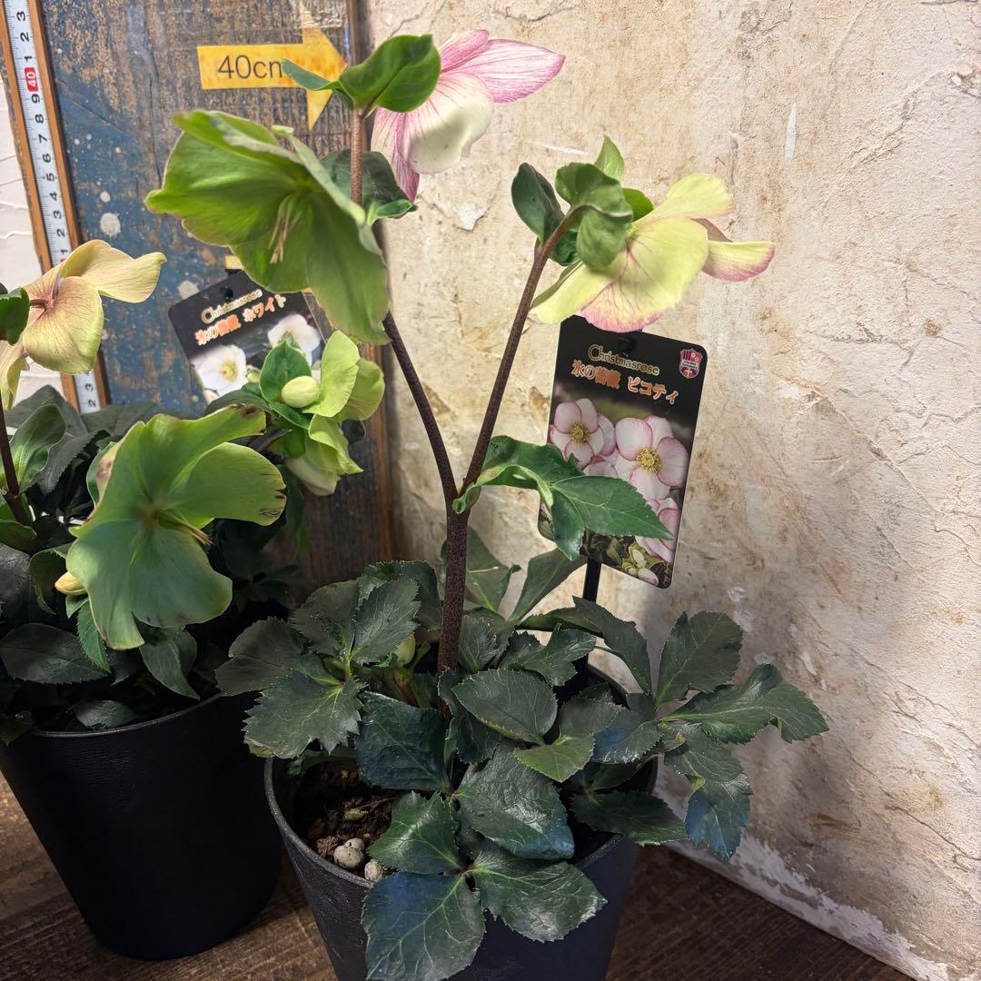 【特選】　クリスマスローズ　氷の薔薇　5寸4種4鉢　ガーデニング