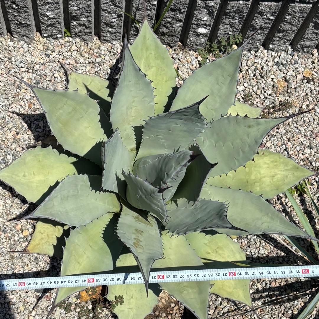 アガベ アプラナータ 青メリコ 大型親株クラス 地植えサイズ
