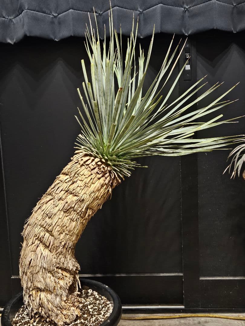 ユッカ ロストラータ (こ)曲がり ブルー強め