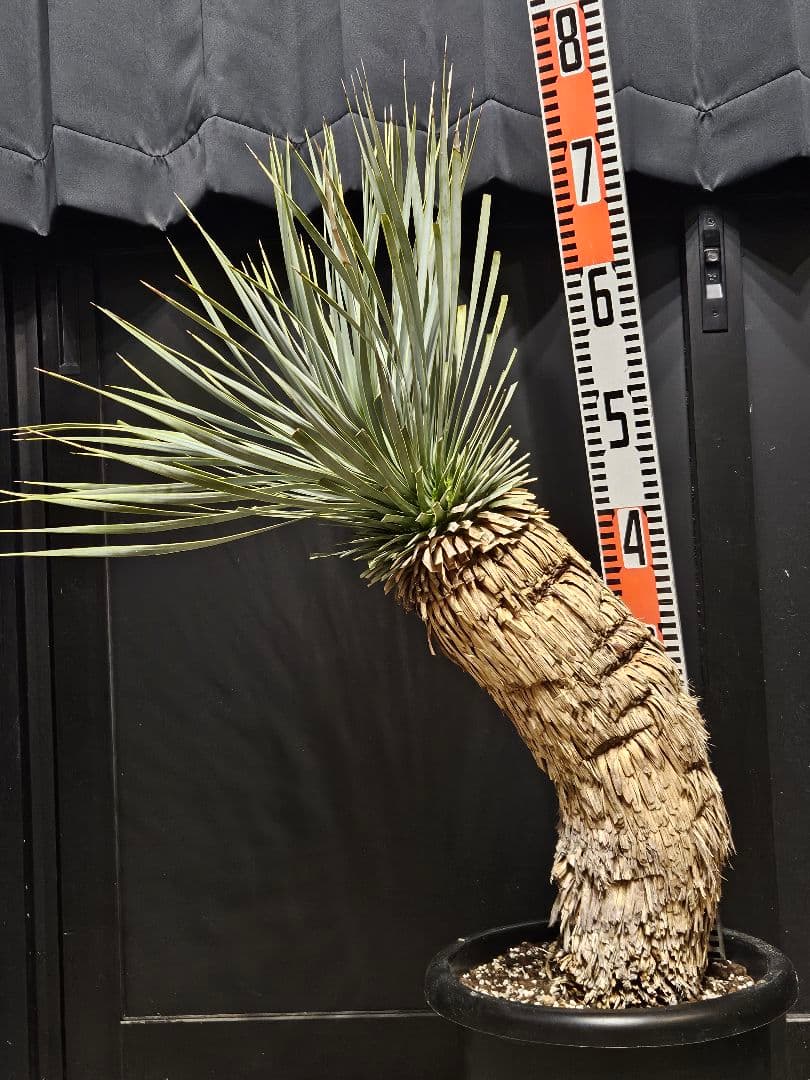 ユッカ ロストラータ (こ)曲がり ブルー強め