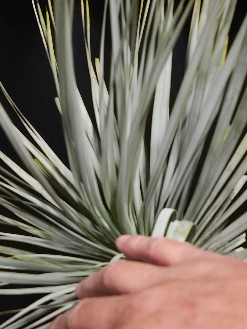 ユッカ ロストラータ (こ)曲がり ブルー強め