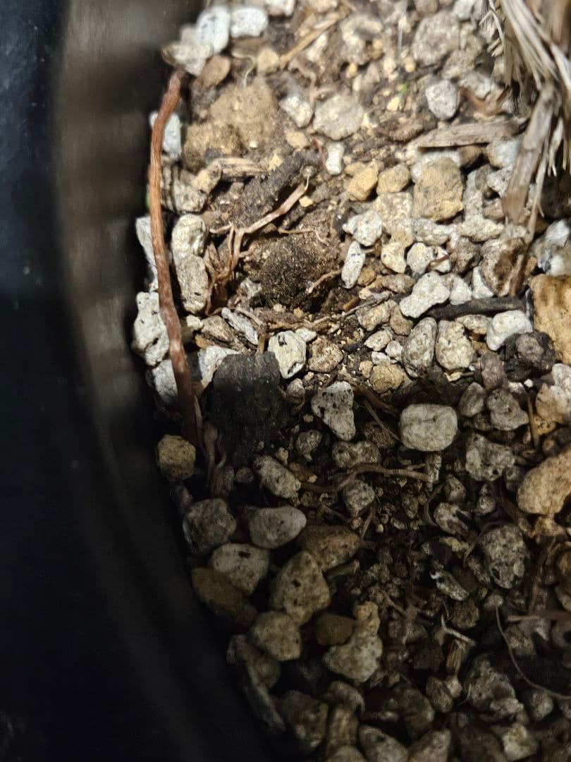 ユッカ ロストラータ (こ)曲がり ブルー強め