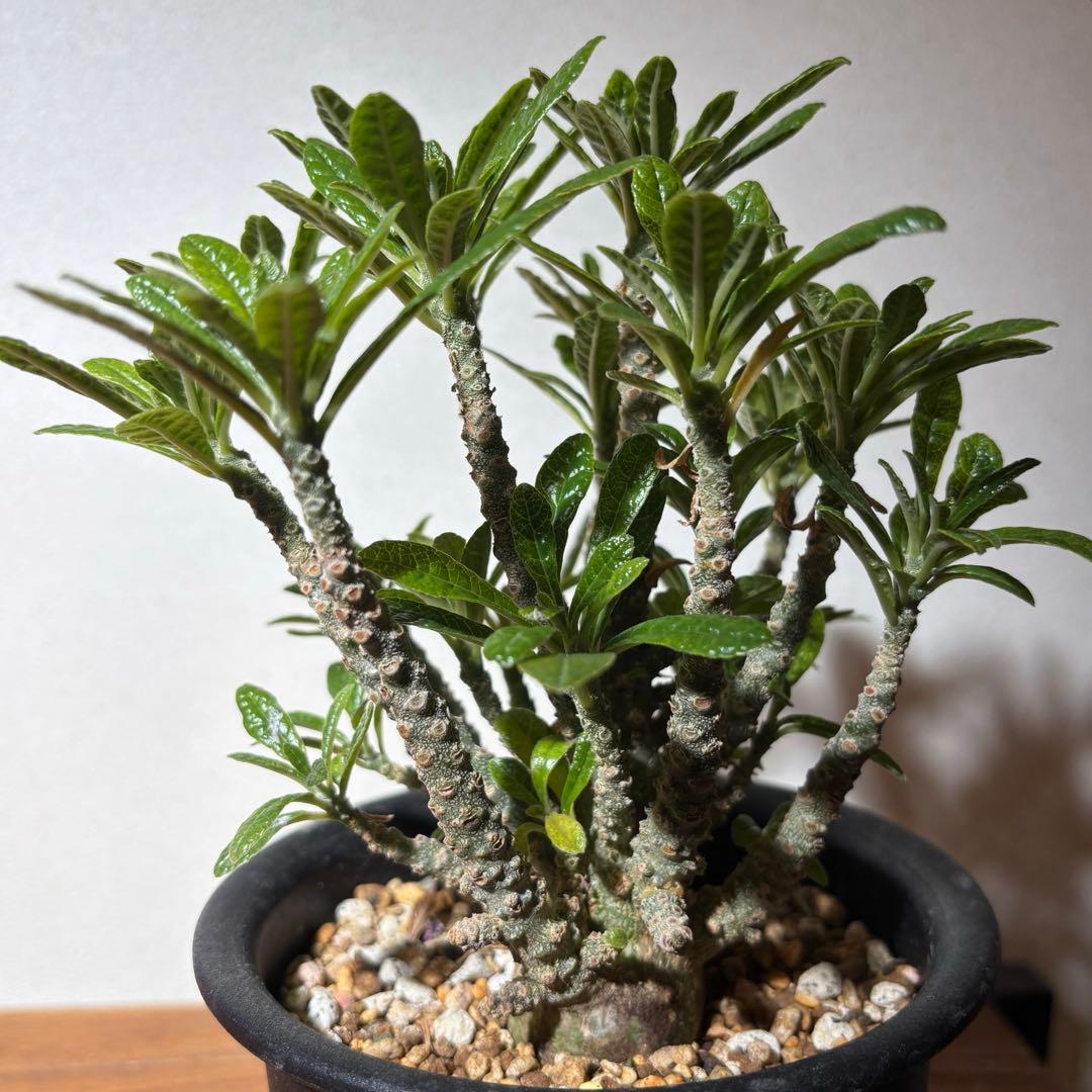 ドルステニアギガス 実生株 鉢ごとメルカリ便発送レア塊根植物