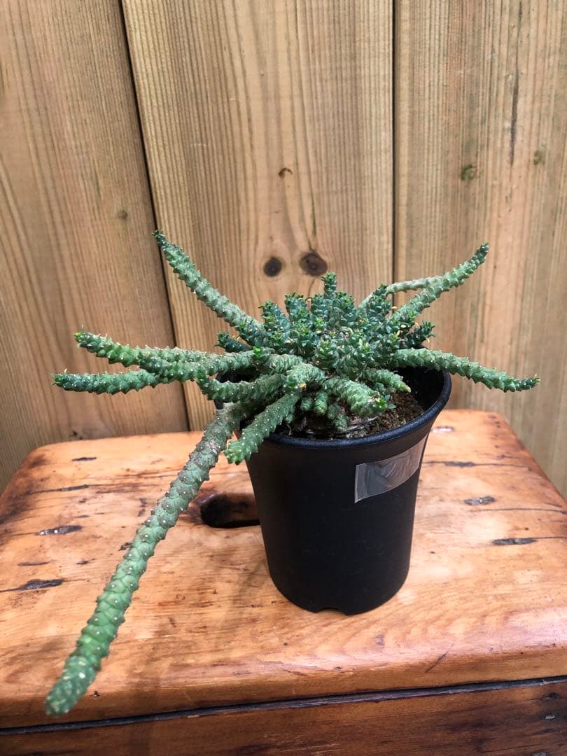 ユーフォルビア・ゴルゴニス