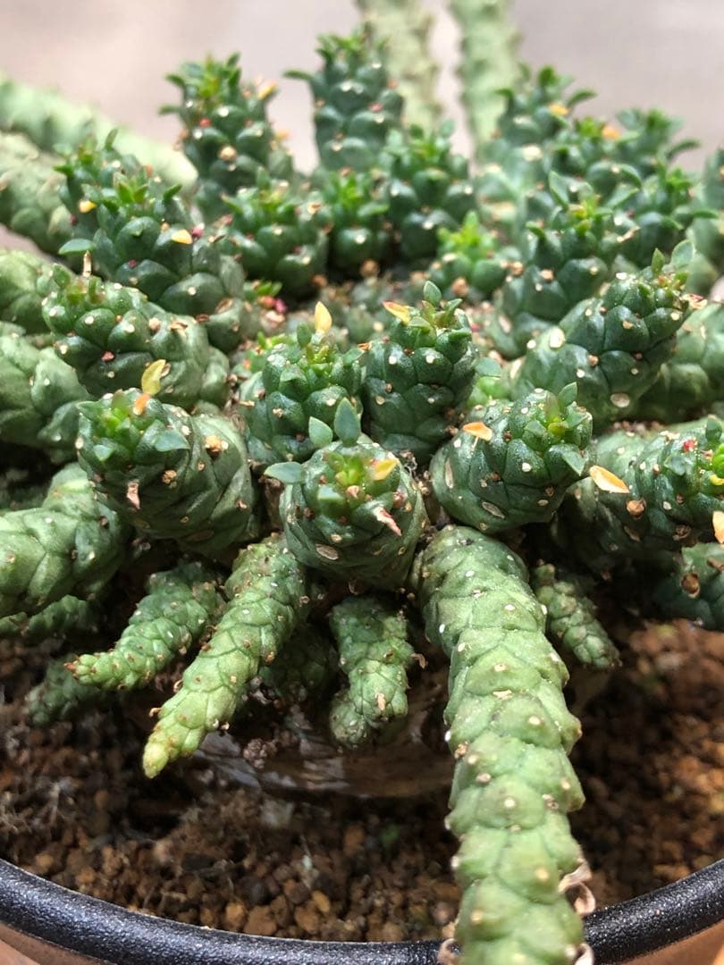 ユーフォルビア・ゴルゴニス