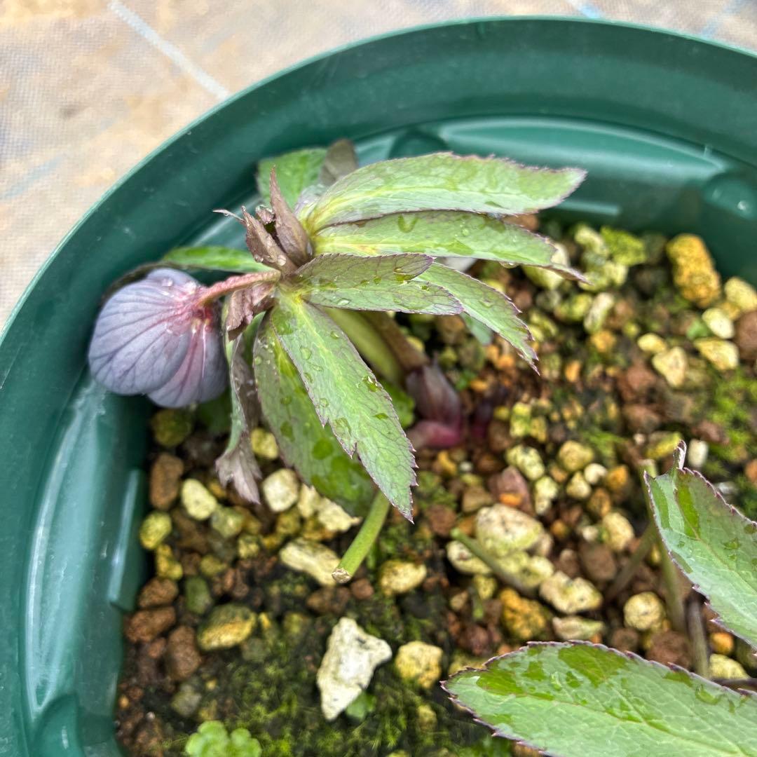 クリスマスローズ　木口交配　スモーキーブルー　実生　7寸