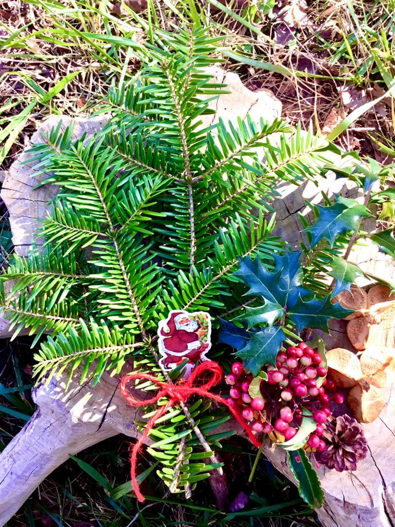 野生のワイルドなもみの木さん＊ネコポス【クリスマス花材＊ブーケ】樅の木＊柊＊万両