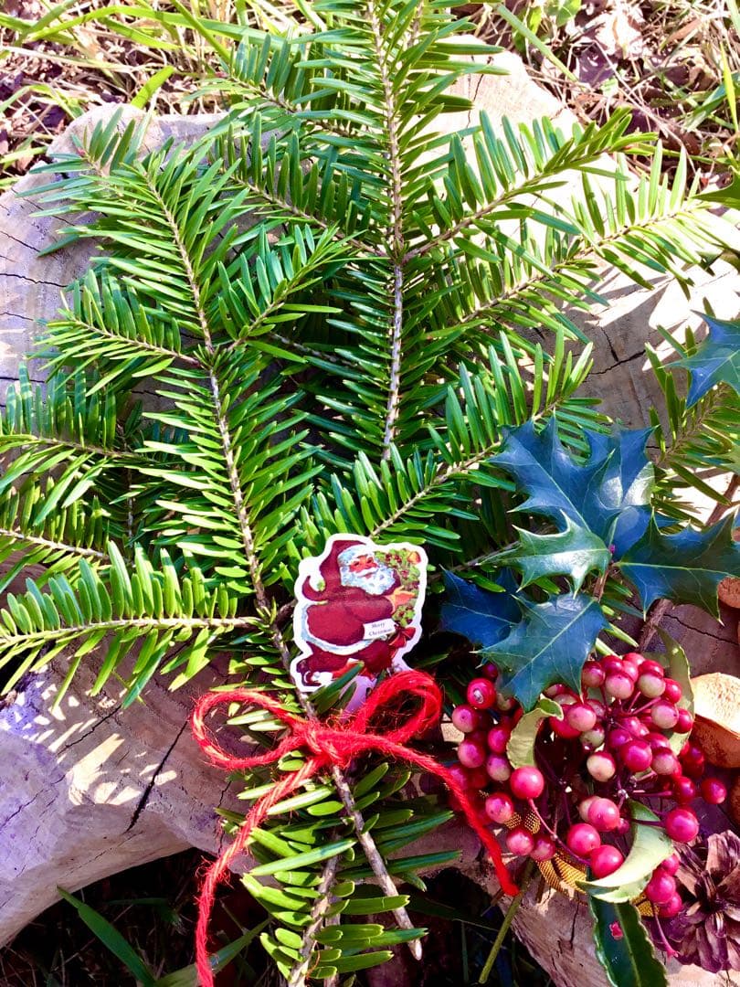 野生のワイルドなもみの木さん＊ネコポス【クリスマス花材＊ブーケ】樅の木＊柊＊万両