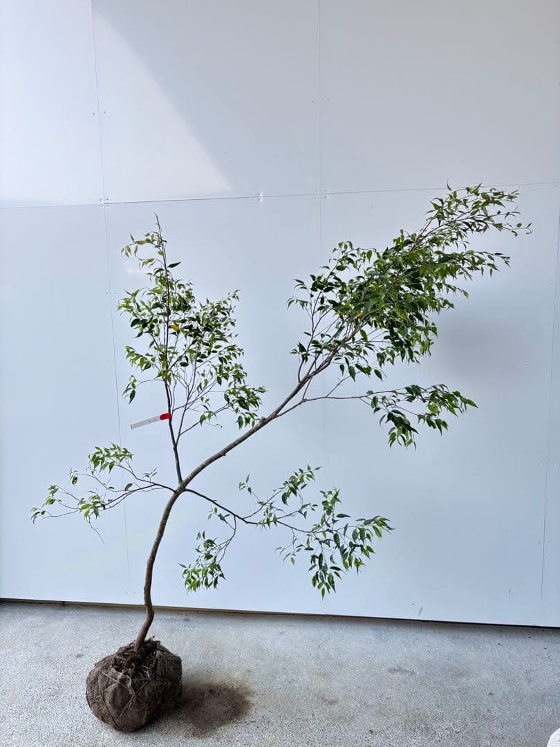 希少な単幹樹形 山採り ハイノキ 株立 638 樹高1.6 m位 高級樹