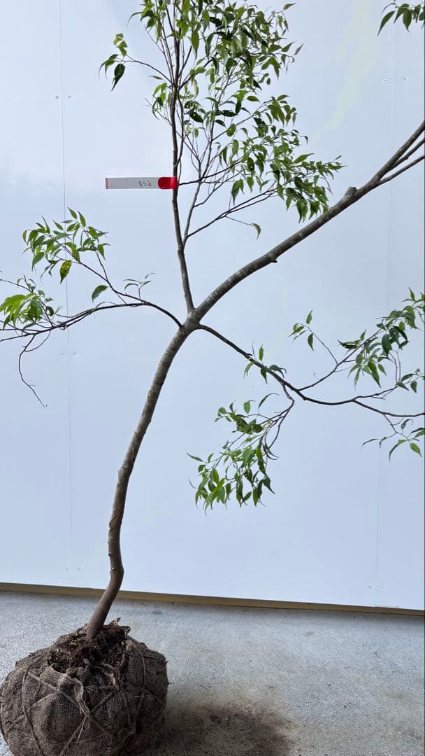 希少な単幹樹形 山採り ハイノキ 株立 638 樹高1.6 m位 高級樹