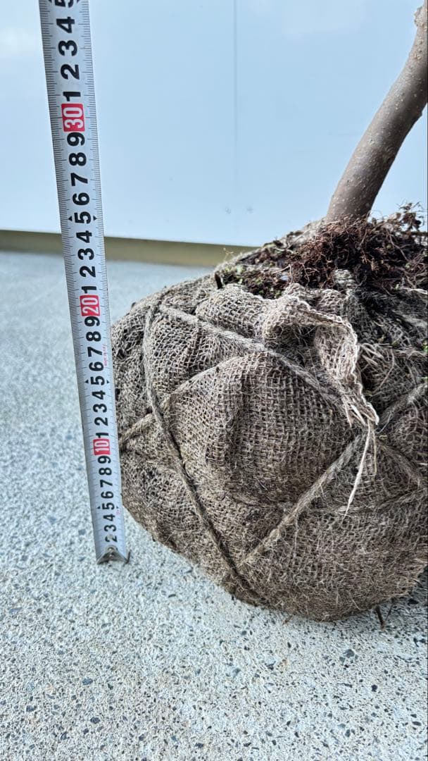 希少な単幹樹形 山採り ハイノキ 株立 638 樹高1.6 m位 高級樹